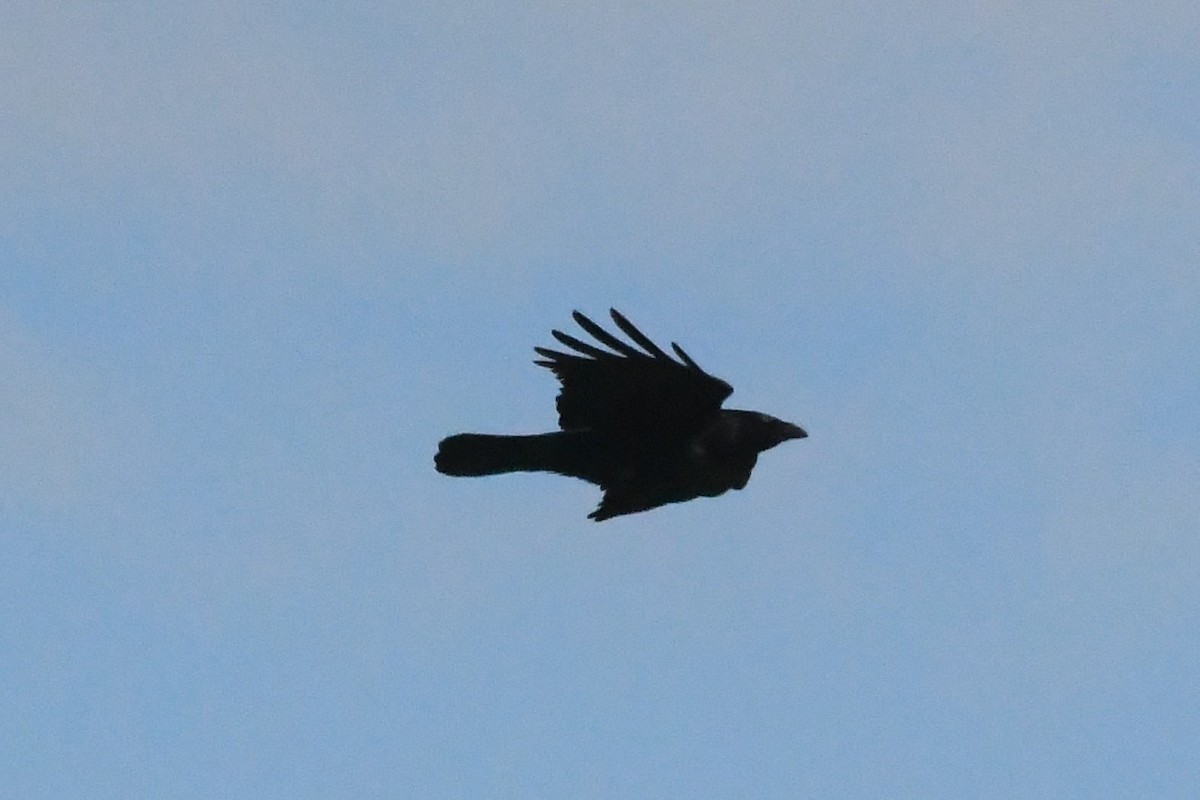 Common Raven - ML619103651