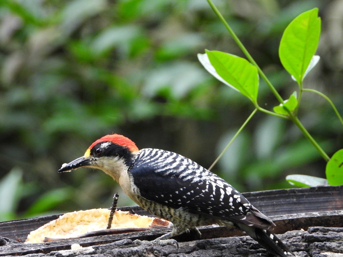 Black-cheeked Woodpecker - ML619103670