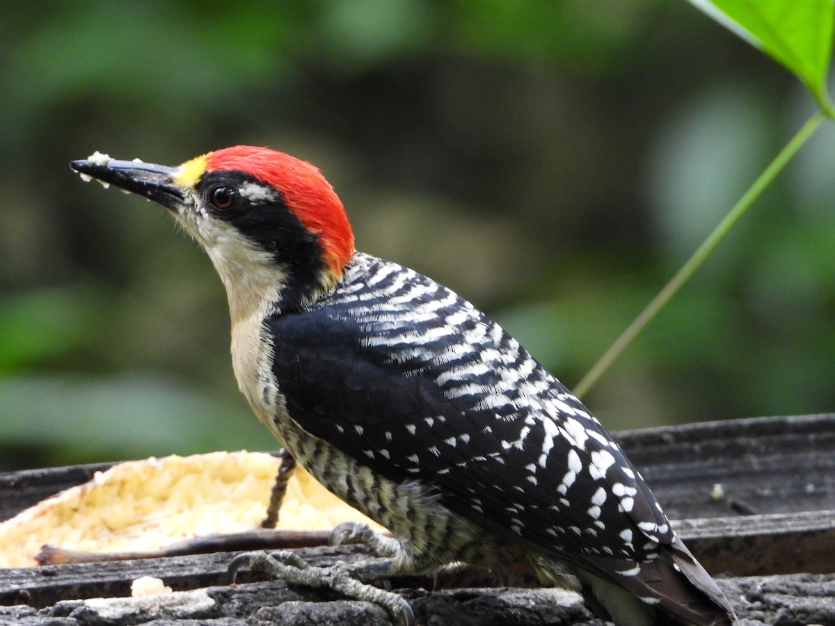 Black-cheeked Woodpecker - ML619103679