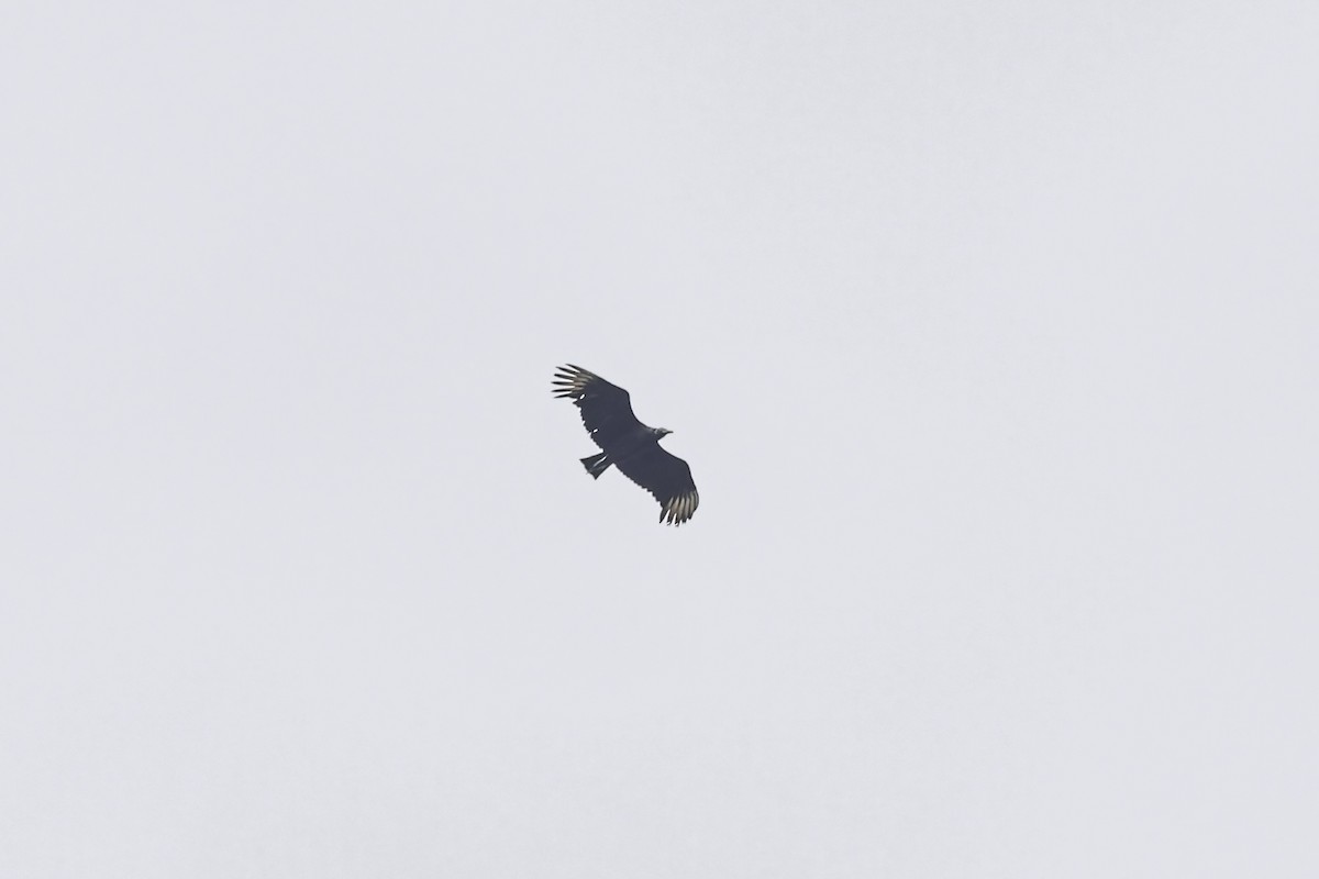 Black Vulture - George Roussey