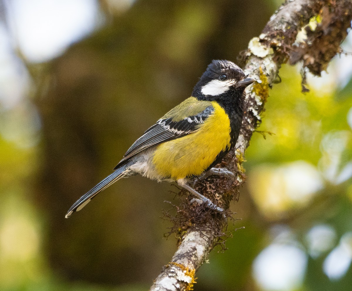 Green-backed Tit - ML619103718
