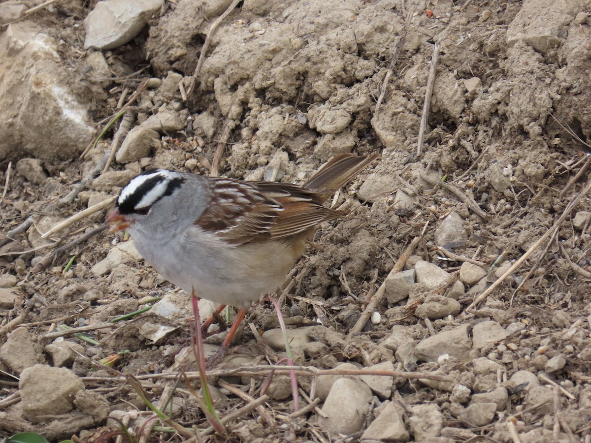 White-crowned Sparrow (oriantha) - ML619103757
