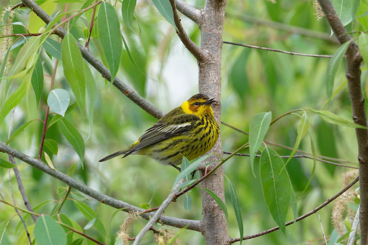 Cape May Warbler - ML619103773