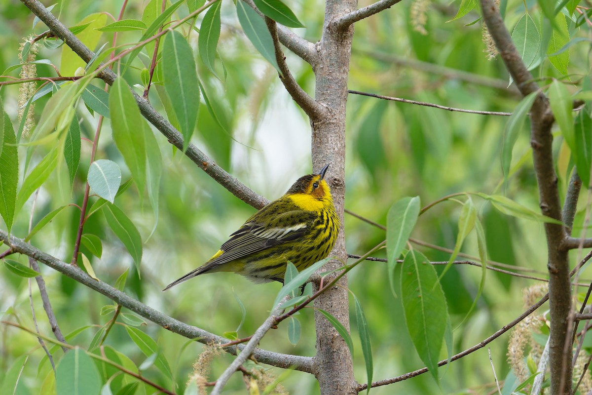 Cape May Warbler - ML619103774