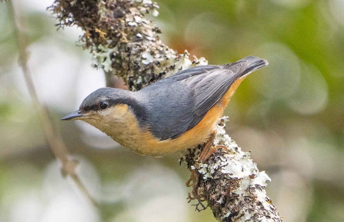 White-tailed Nuthatch - ML619103784