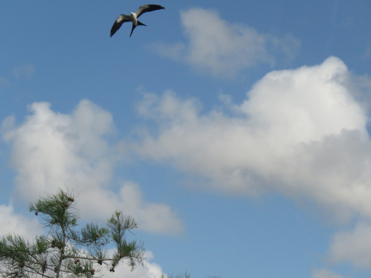 Swallow-tailed Kite - ML619103824