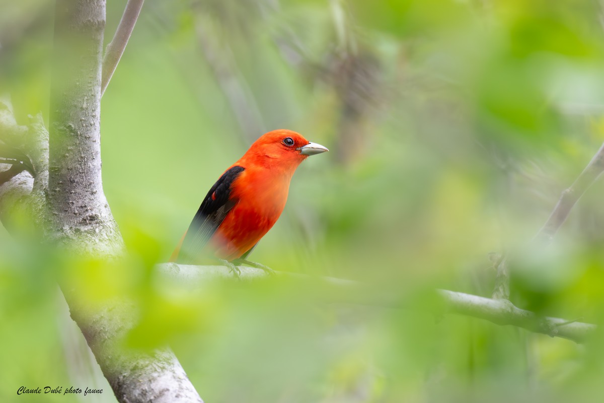 Scarlet Tanager - ML619103827