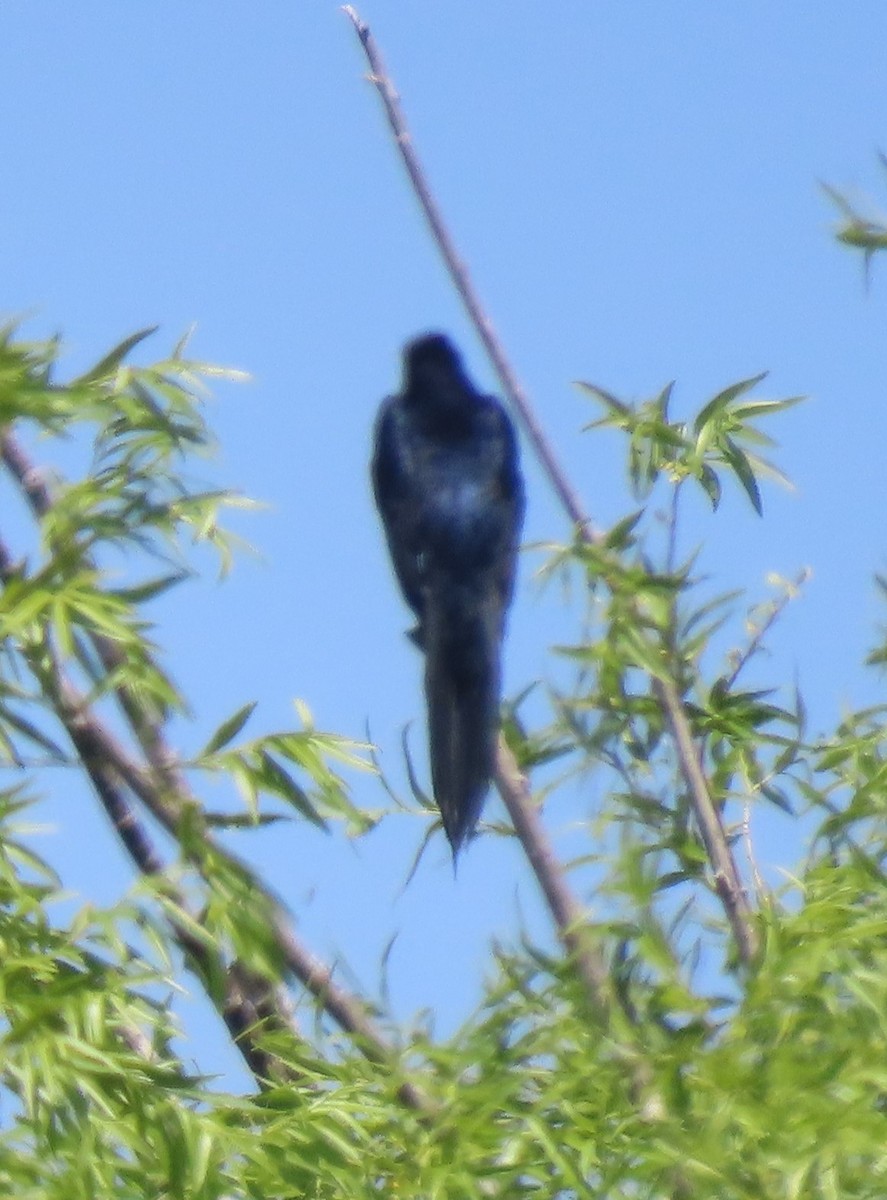 Great-tailed Grackle - ML619103843