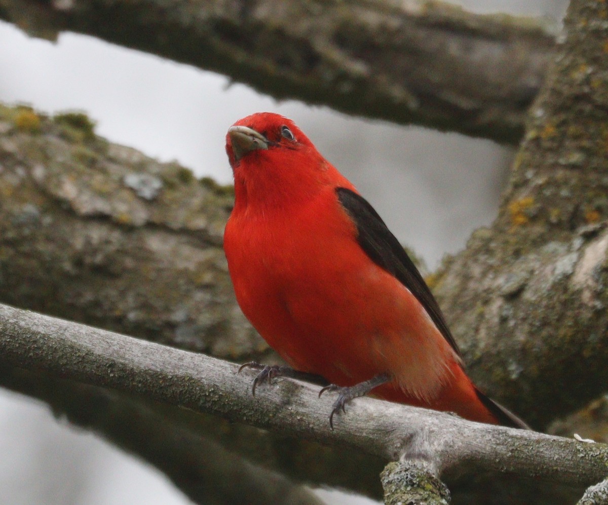 Scarlet Tanager - ML619103928