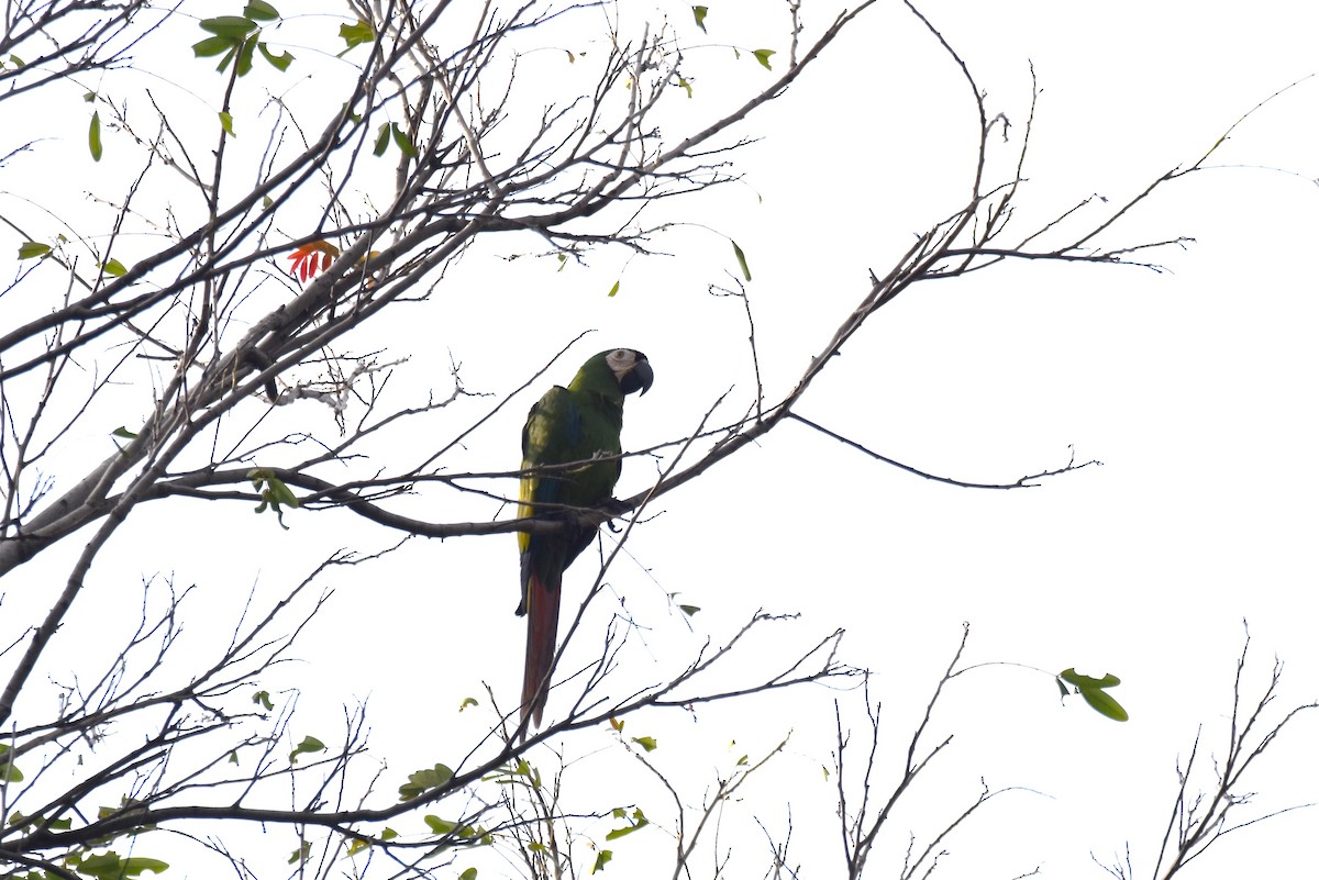 Chestnut-fronted Macaw - ML619103931