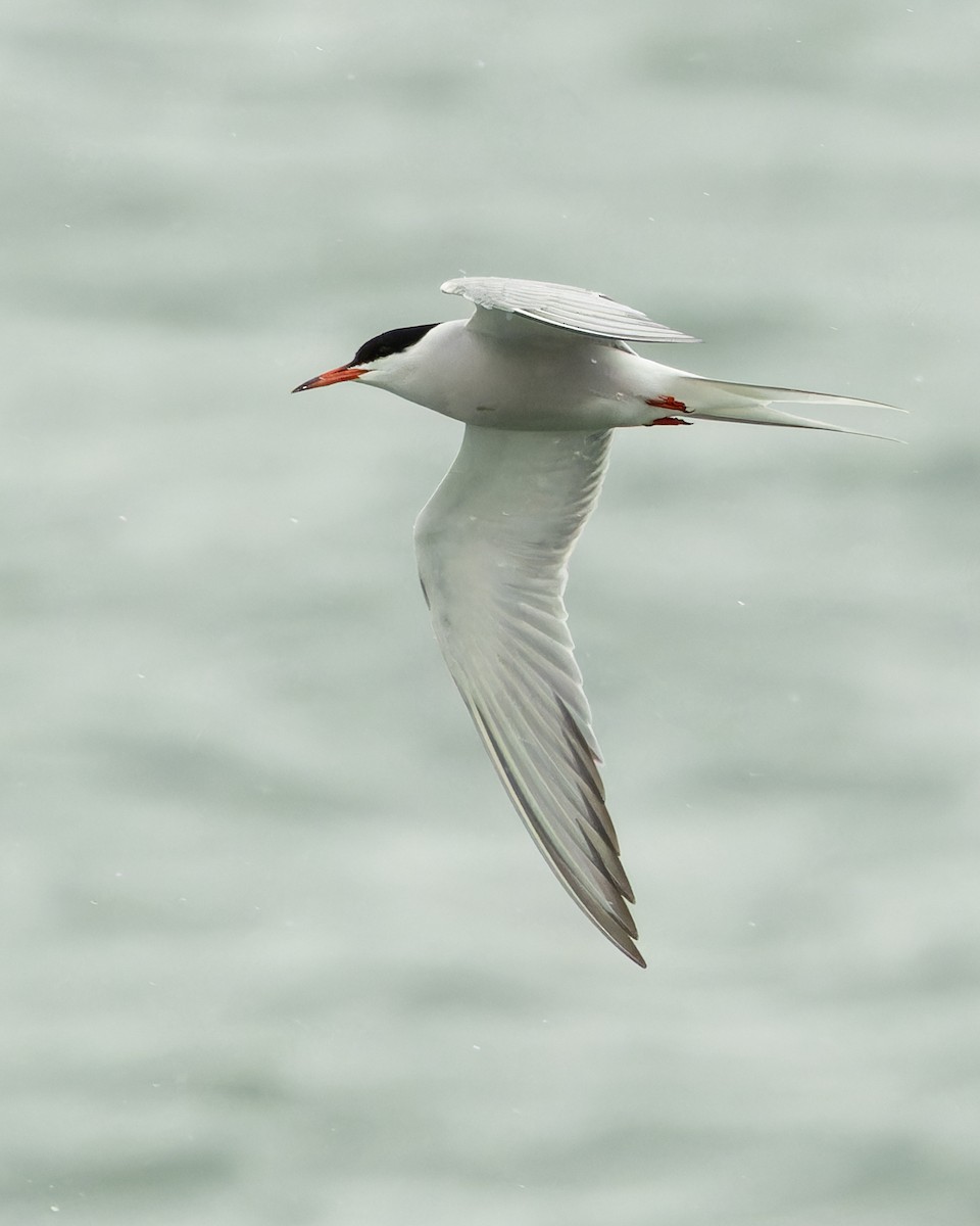 Common Tern - ML619104006