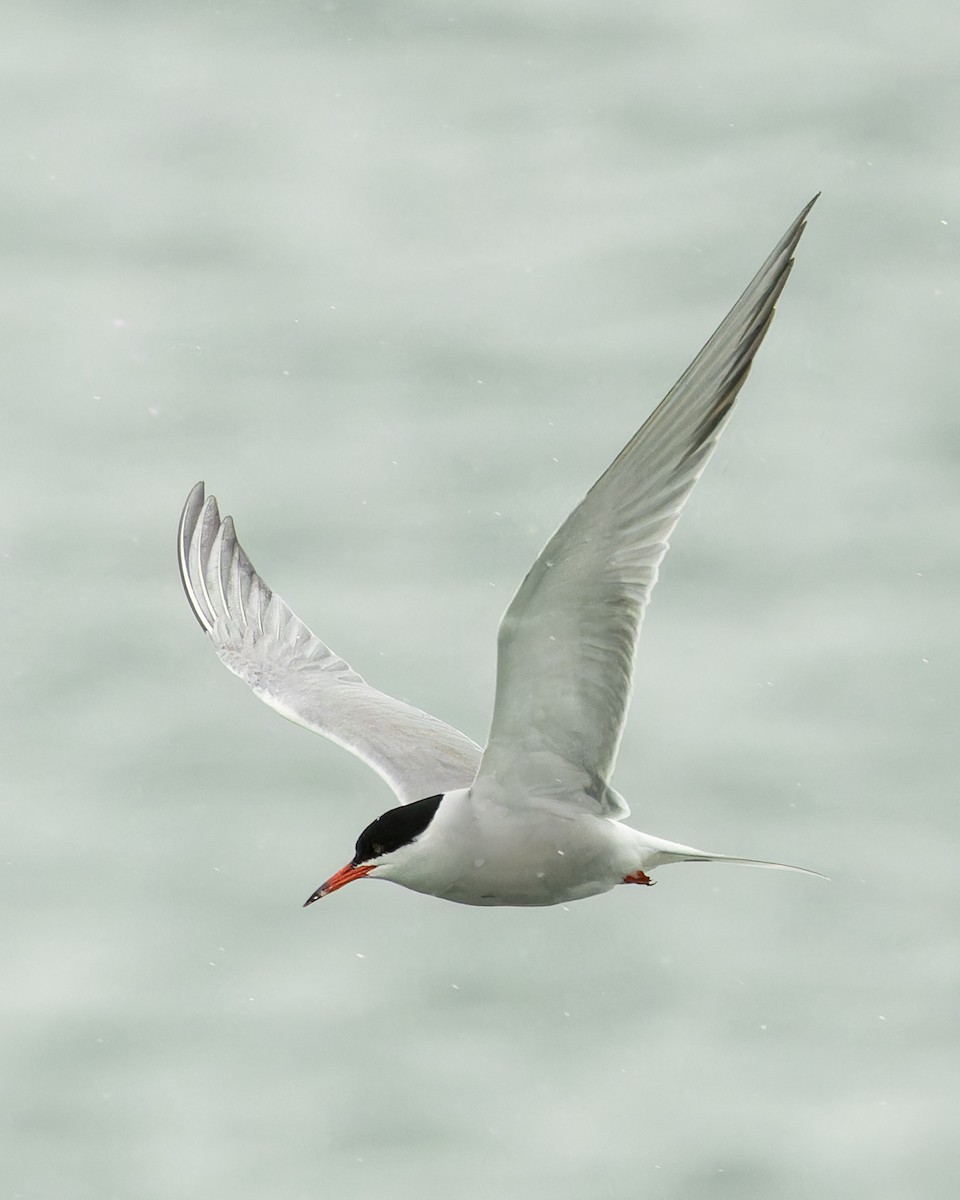Common Tern - ML619104008