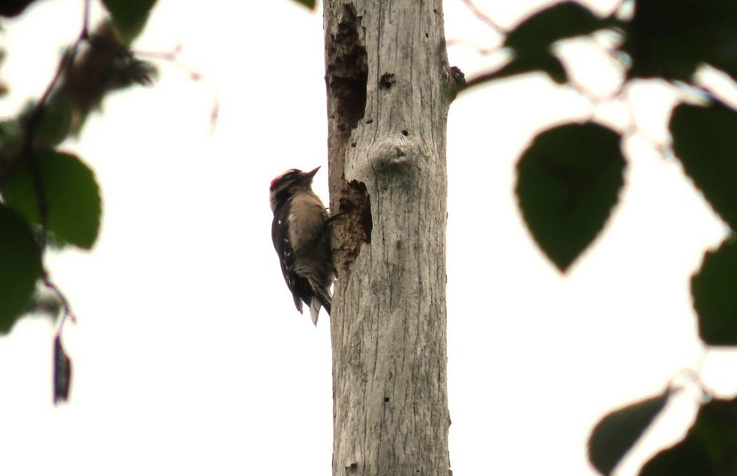 Downy Woodpecker - ML619104027