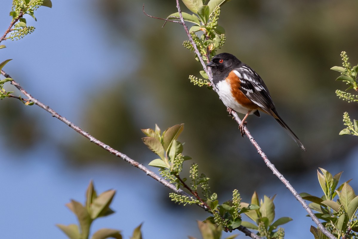 Spotted Towhee - ML619104121