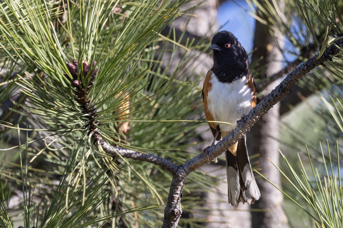 Spotted Towhee - ML619104123