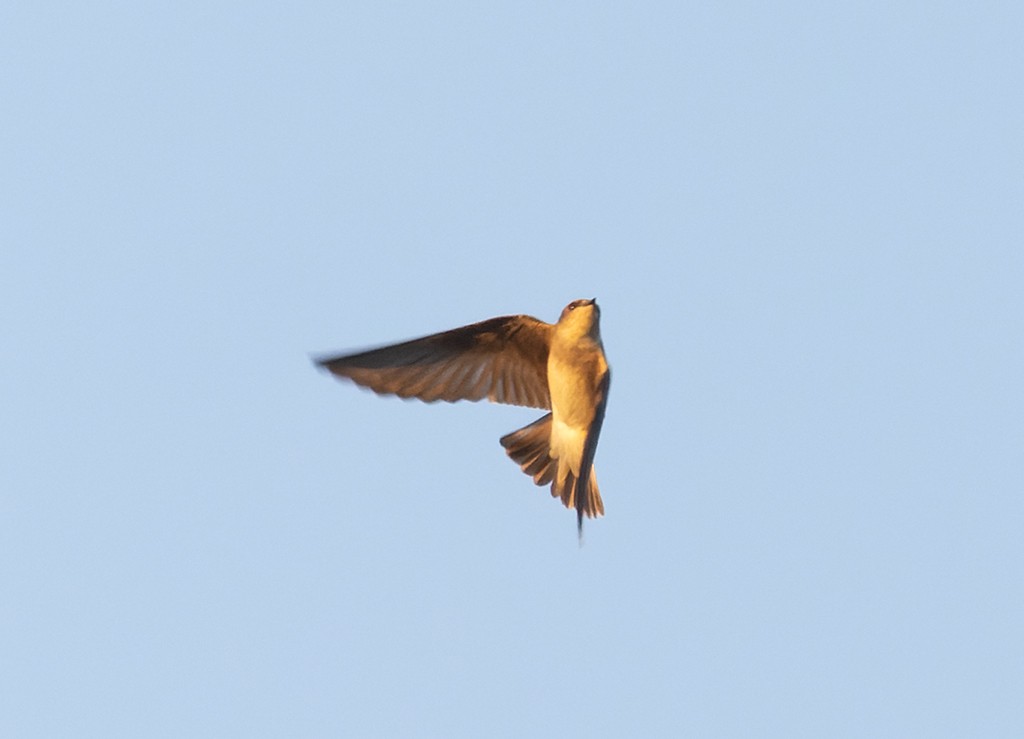 Northern Rough-winged Swallow - ML619104228
