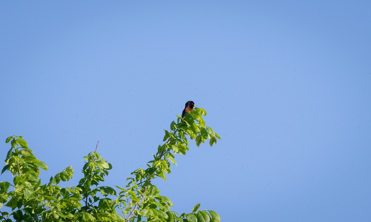 Orchard Oriole - ML619104236