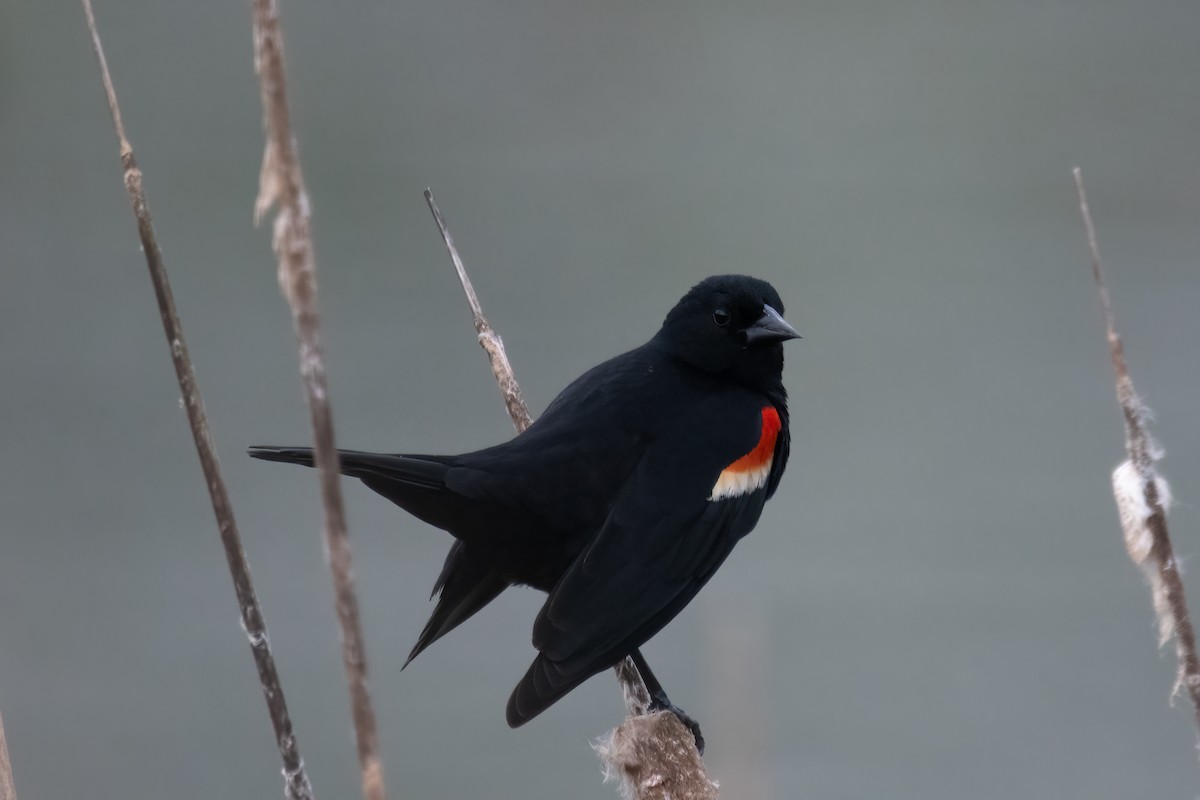 Red-winged Blackbird - ML619104237