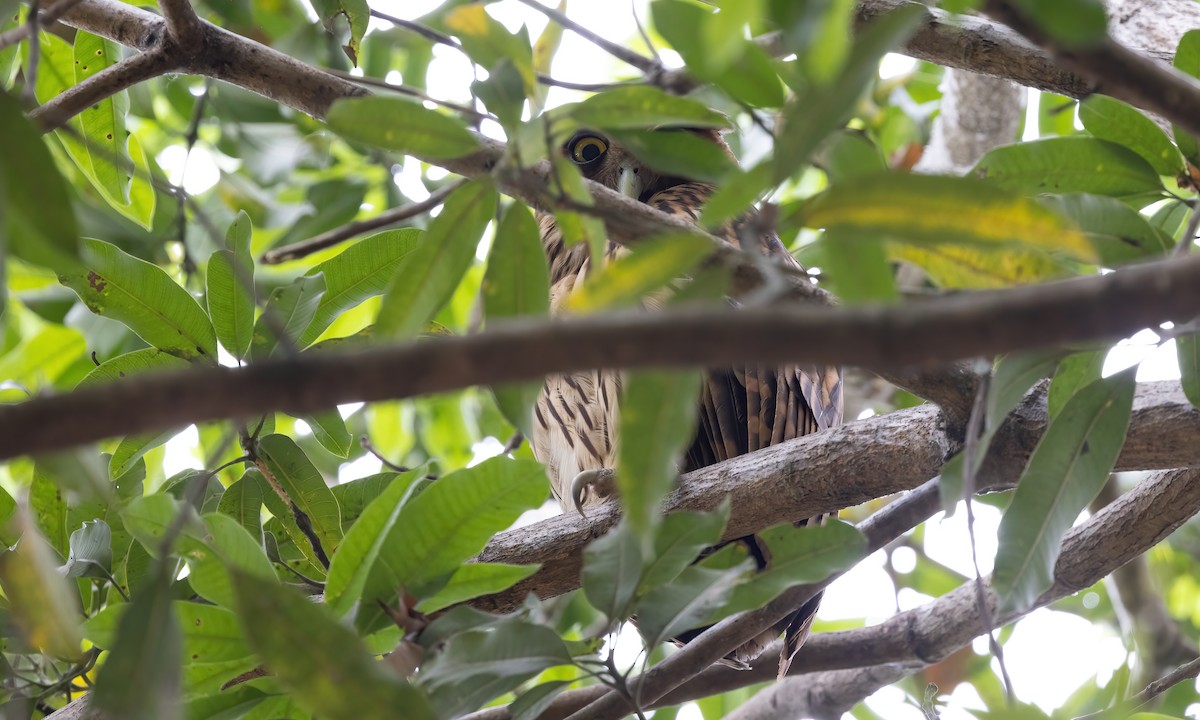 Philippine Eagle-Owl - ML619104262