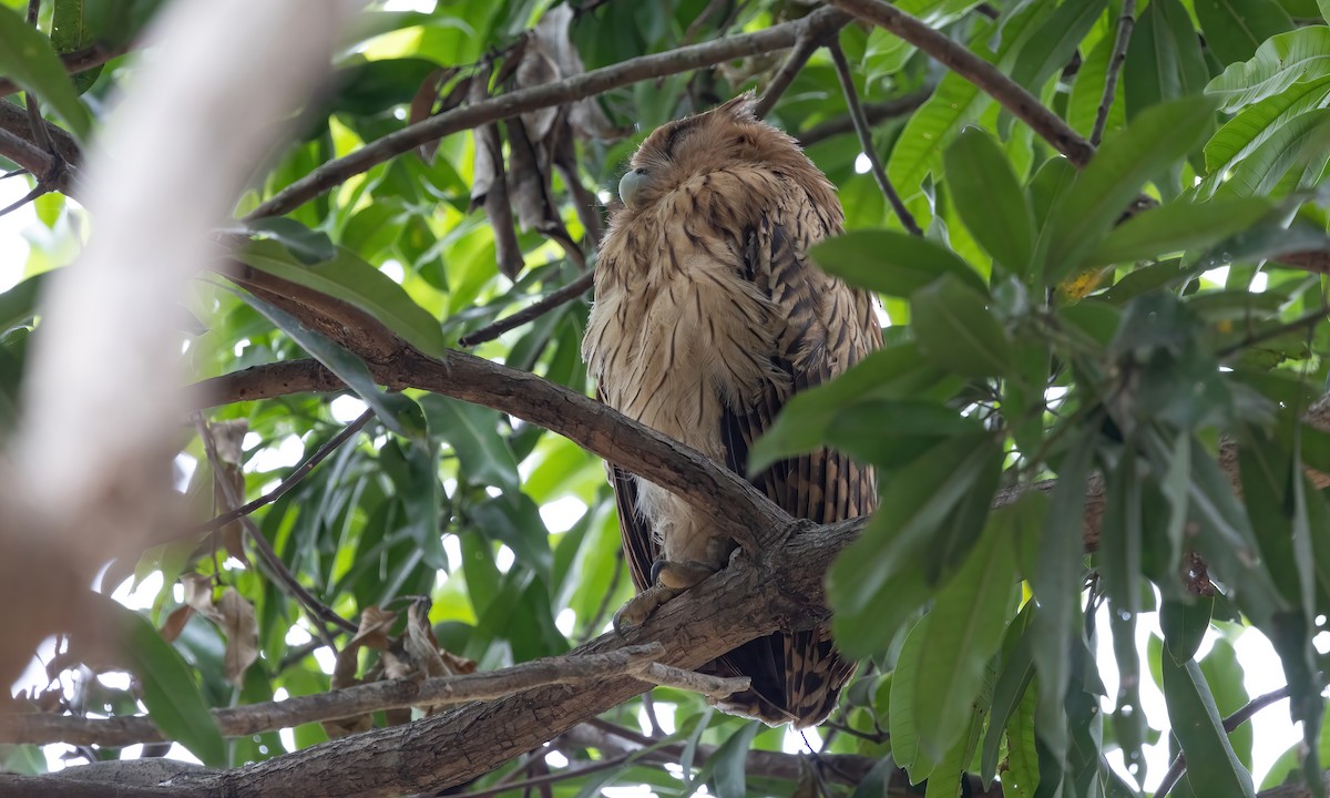 Philippine Eagle-Owl - ML619104263