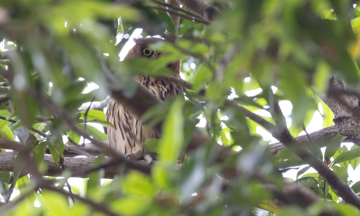 Philippine Eagle-Owl - ML619104264