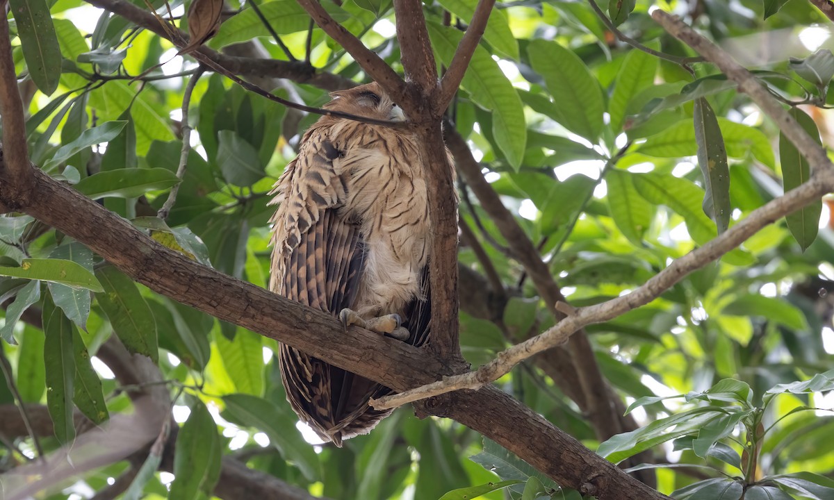Philippine Eagle-Owl - ML619104265