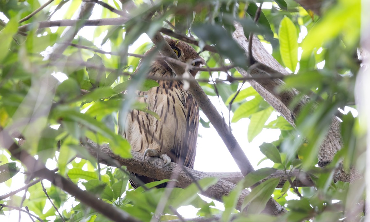 Philippine Eagle-Owl - ML619104271