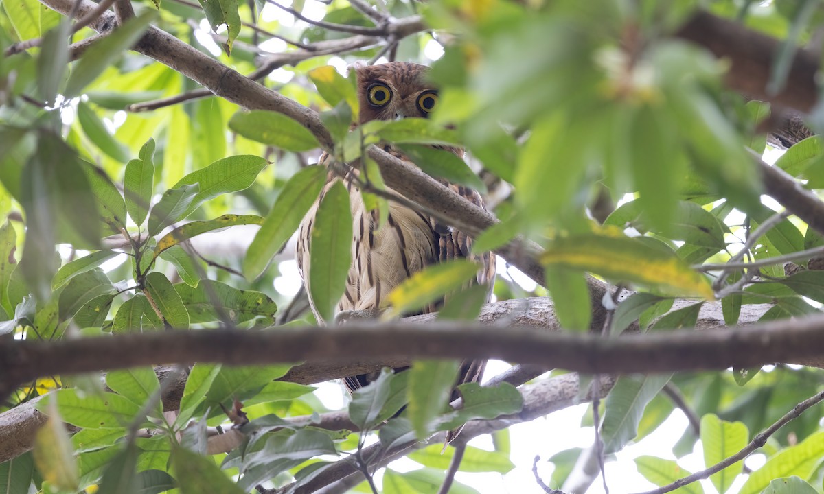 Philippine Eagle-Owl - ML619104273