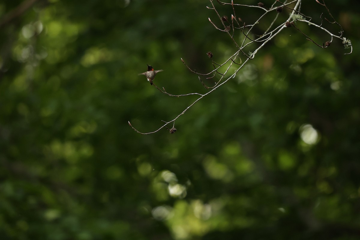 Ruby-throated Hummingbird - ML619104294