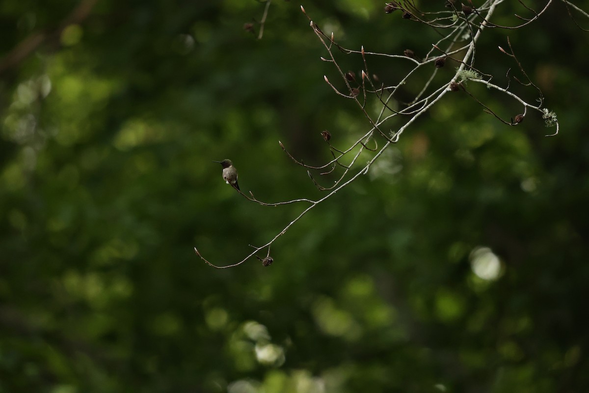 Ruby-throated Hummingbird - ML619104316