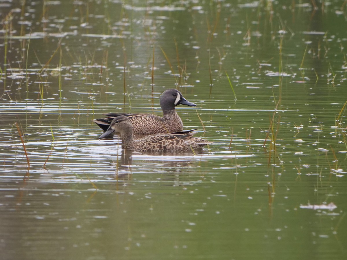 Blue-winged Teal - ML619104369