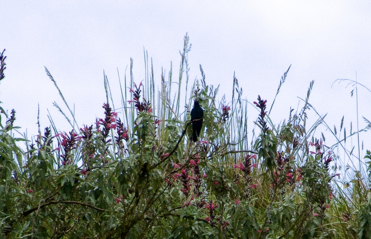 kolibřík modrokřídlý - ML619104382