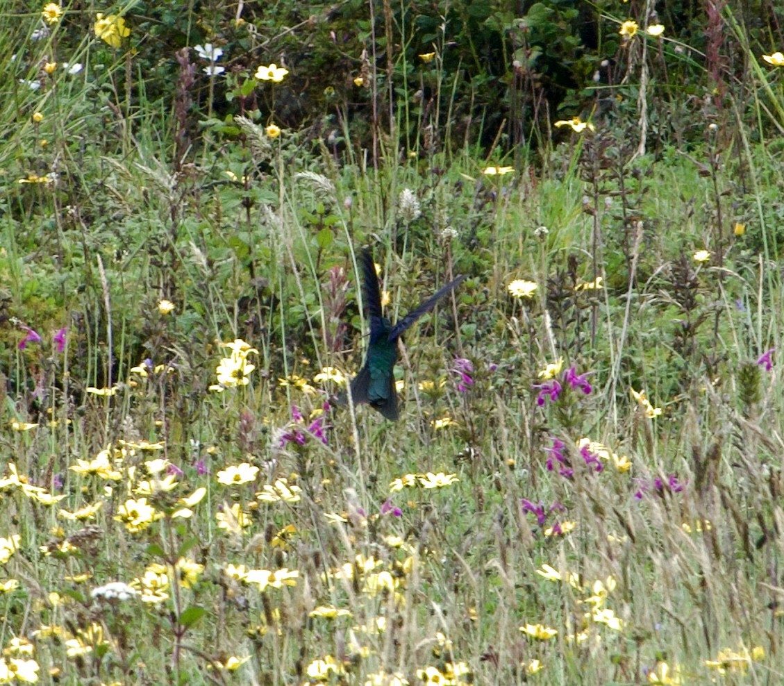 kolibřík modrokřídlý - ML619104384