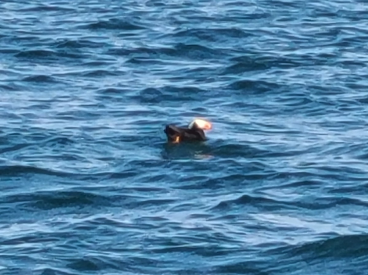 Tufted Puffin - ML619104414