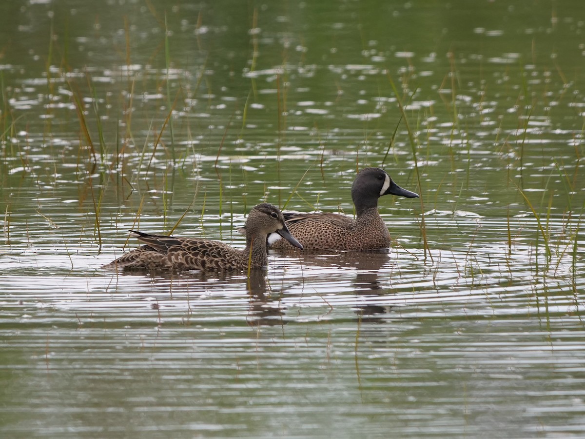 Blue-winged Teal - ML619104539