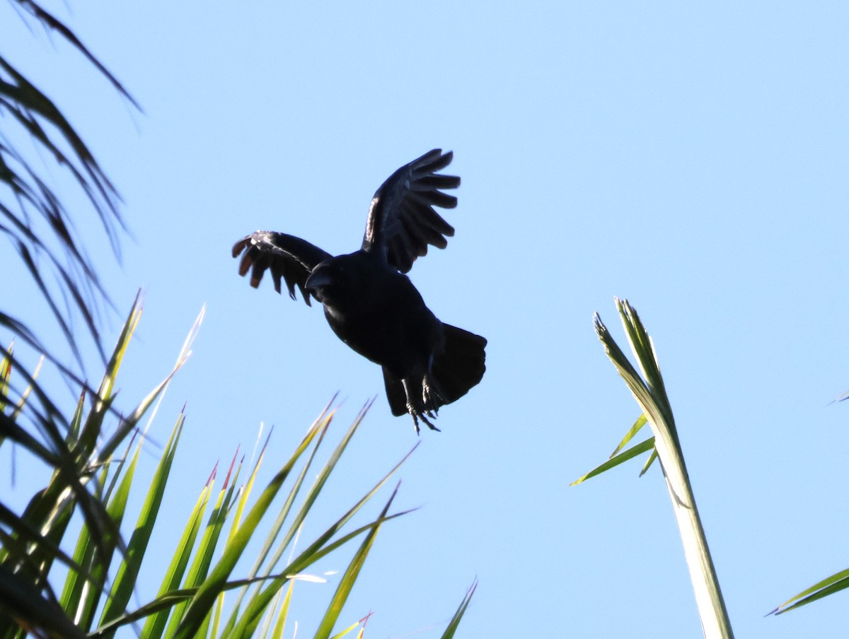 Cuban Palm-Crow - ML619104545