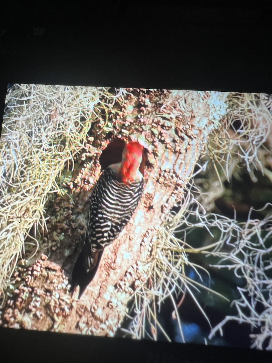 Red-bellied Woodpecker - ML619104557