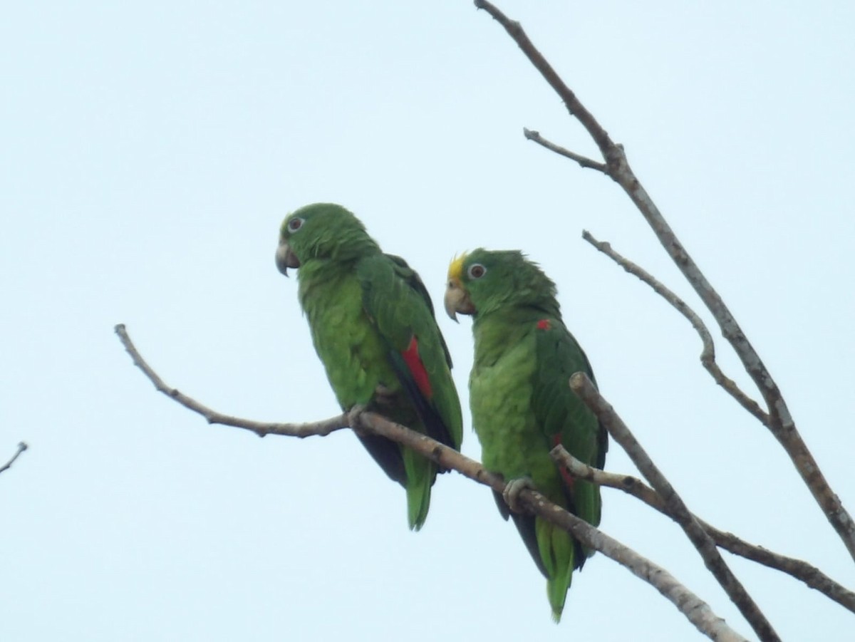 Yellow-crowned Parrot - ML619104569