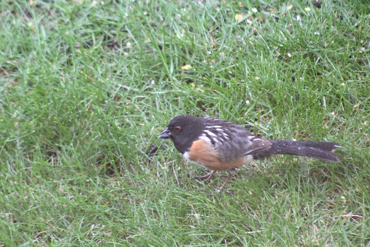 Spotted Towhee - ML619104623