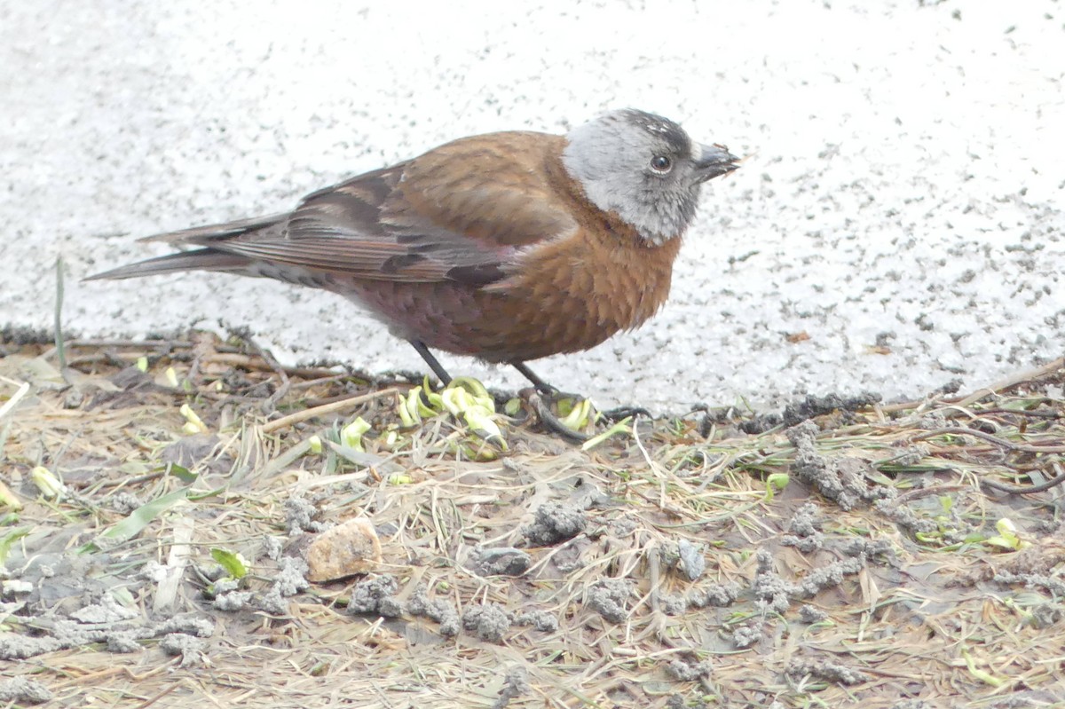 Gray-crowned Rosy-Finch - ML619104645