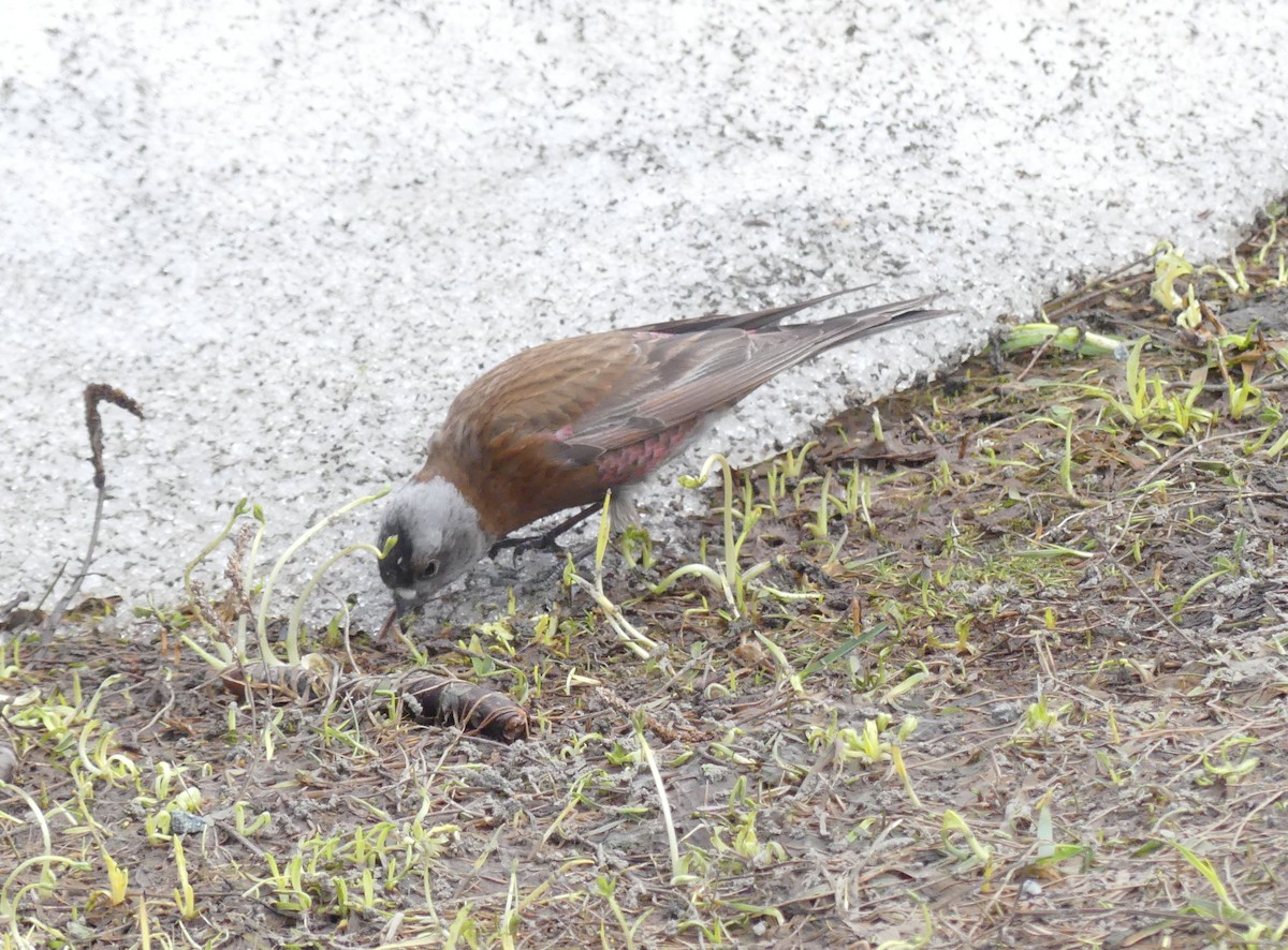 Gray-crowned Rosy-Finch - ML619104646