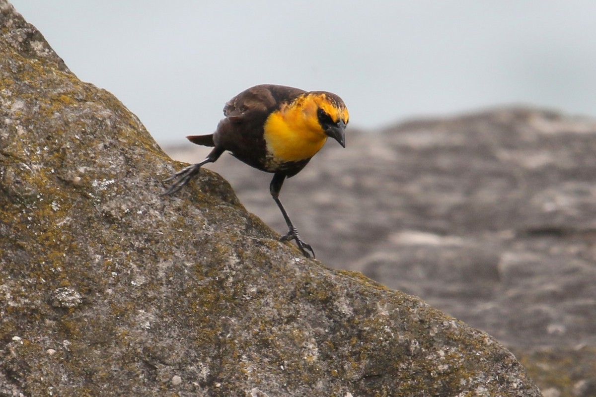 Yellow-headed Blackbird - ML619104660