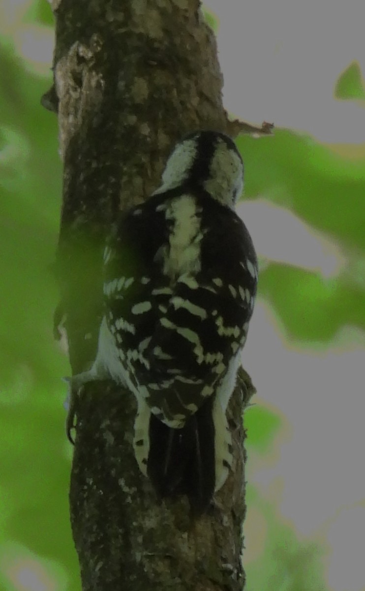 Downy Woodpecker - ML619104733