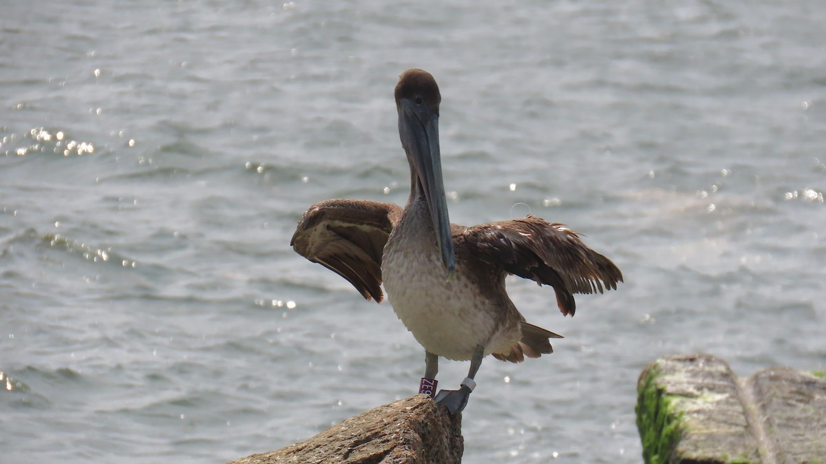 pelikán hnědý - ML619104766