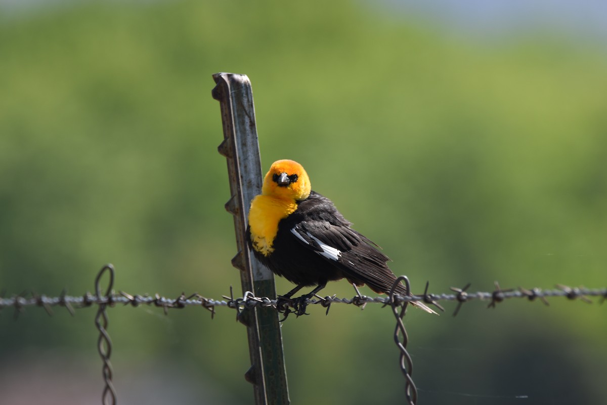 Yellow-headed Blackbird - ML619104815