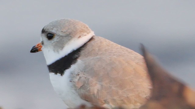 Piping Plover - ML619104823