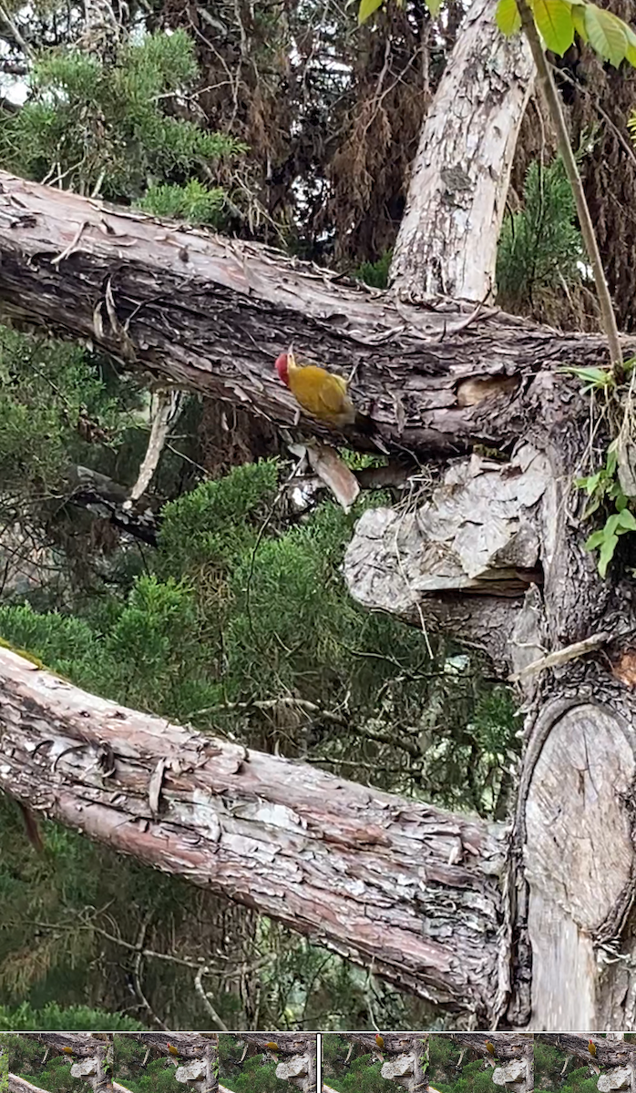 Yellow-vented Woodpecker - ML619104828
