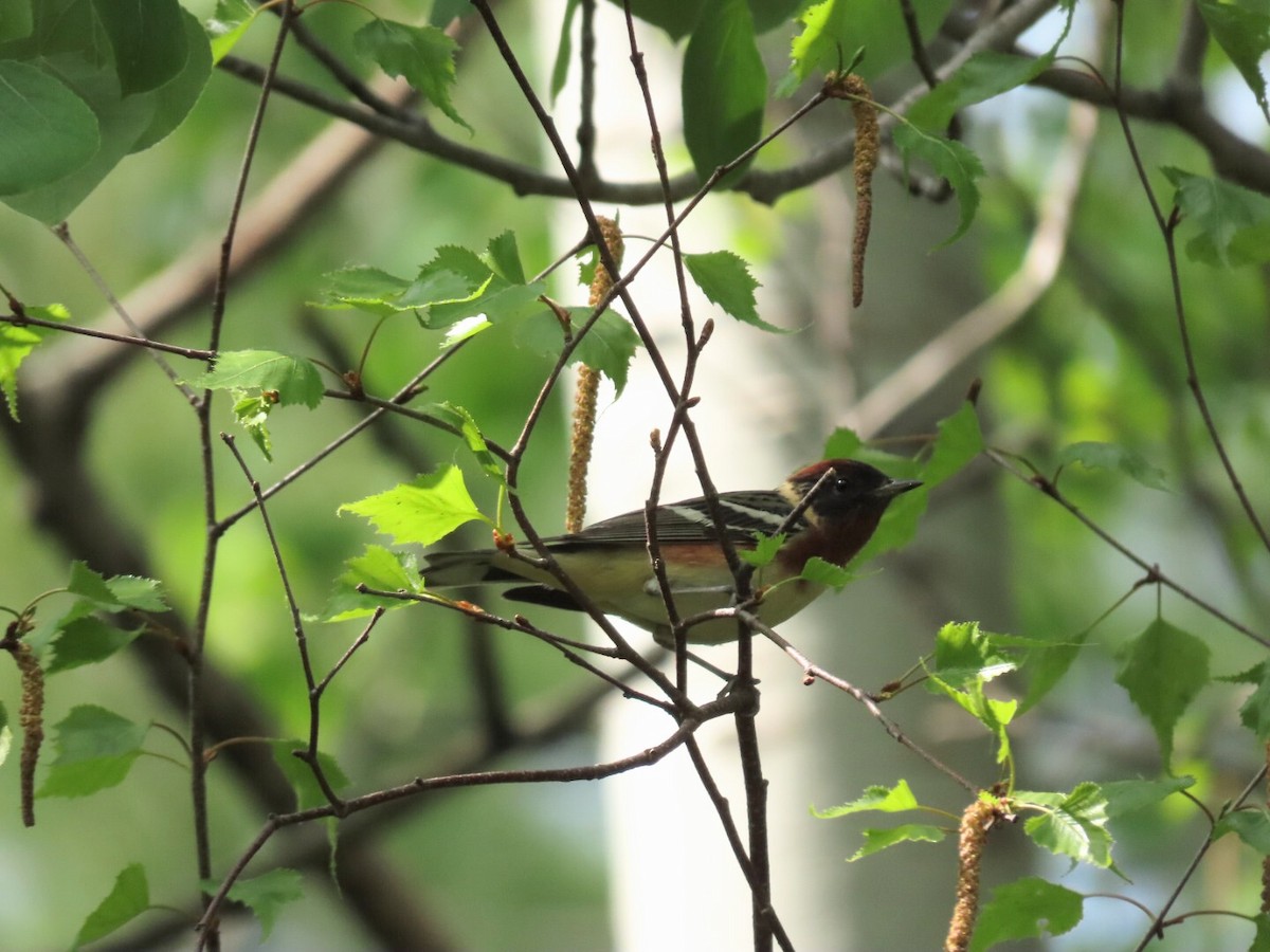 Bay-breasted Warbler - ML619104862