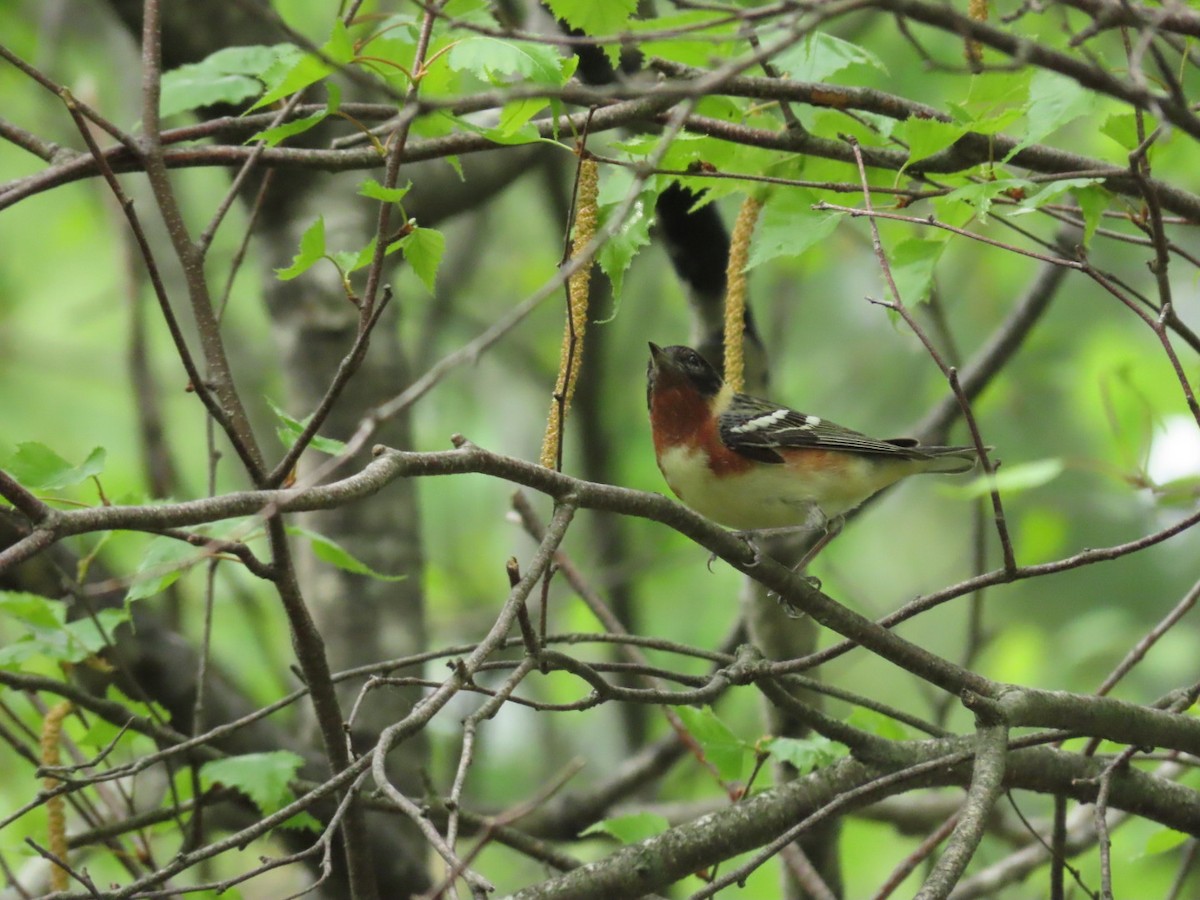 Bay-breasted Warbler - ML619104864
