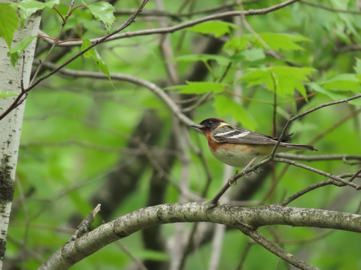 Bay-breasted Warbler - ML619104866